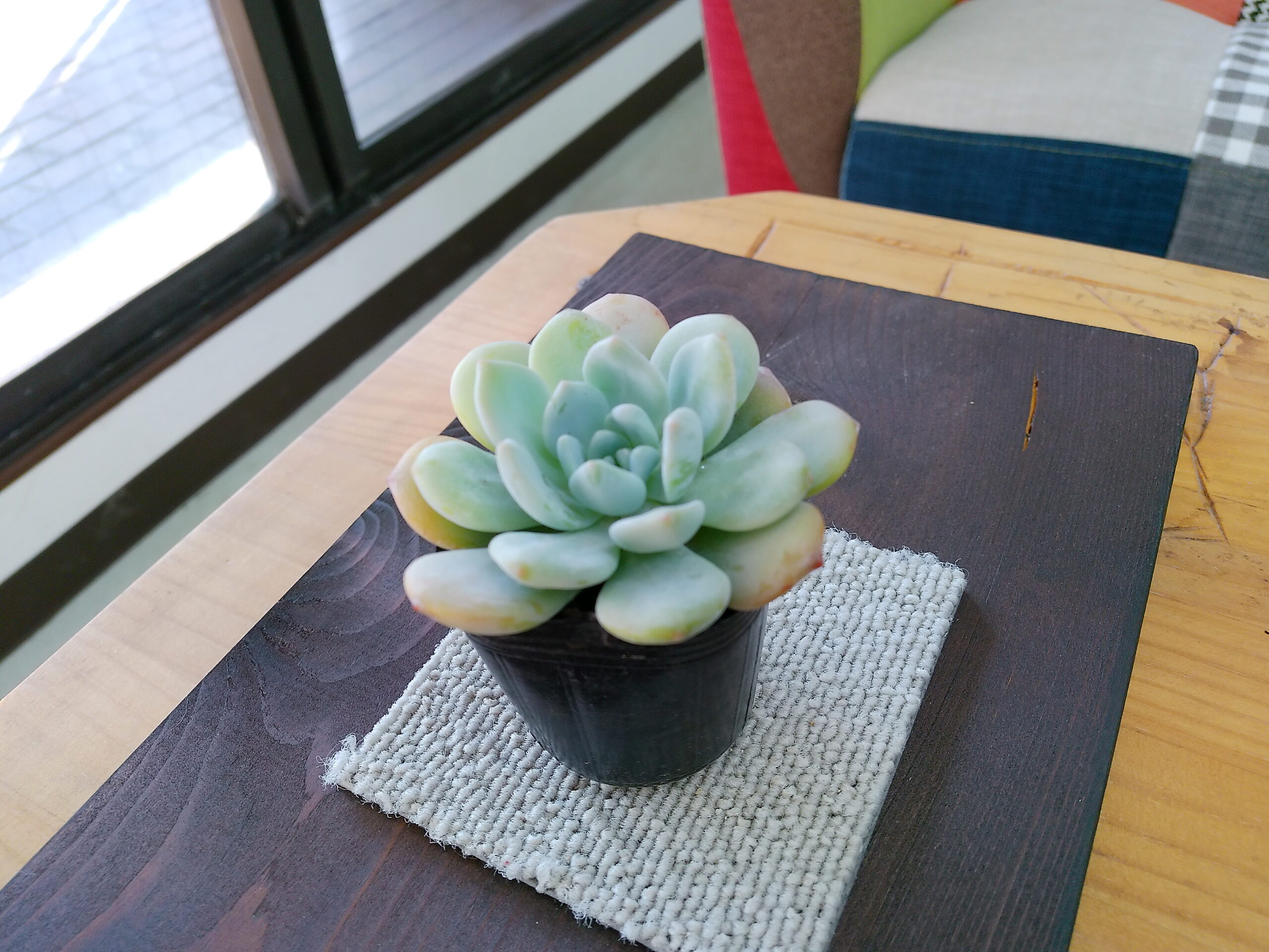 日当たりの良い多肉植物