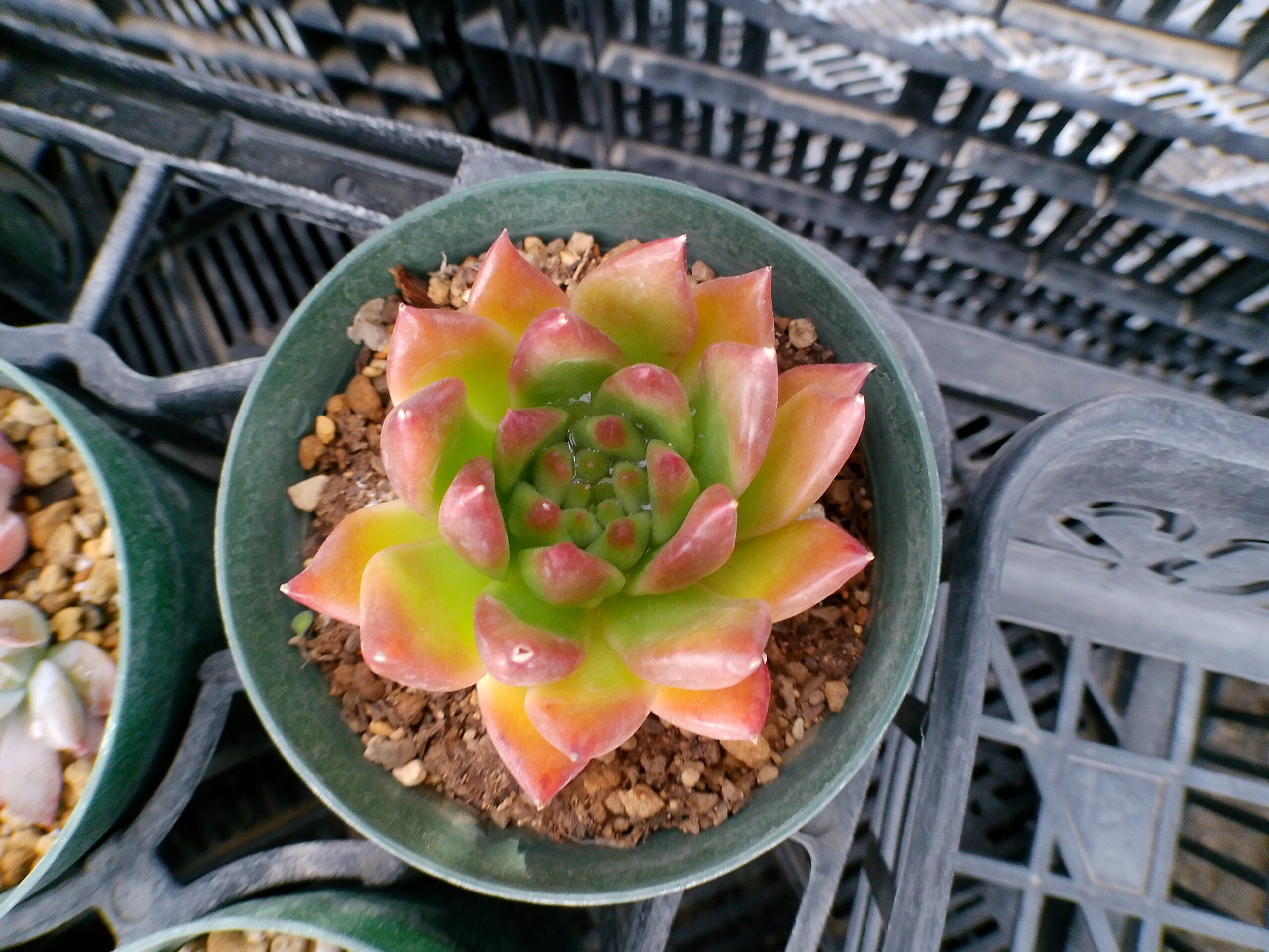 多肉植物の種類